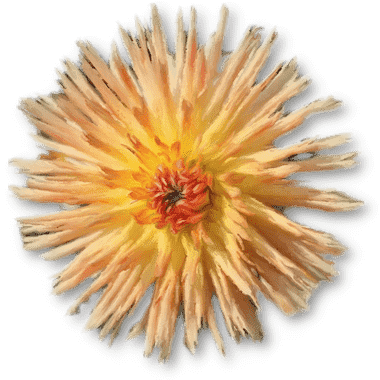 Chrysanthème